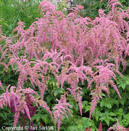  Astilbe Thunbergii-Ryhm 'Straussenfeder' harsojaloangervo